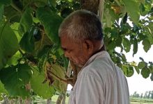 Kushinagar News कुशीनगर में पेड़ से लटका मिला ग्रामीण का शव - आत्महत्या की आशंका