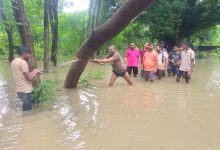 बाढ़ में घुसे युवा, गिरे पेड़ को काटा, फिर बहाल हुई बिजली आपूर्ति