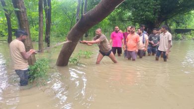 बाढ़ में घुसे युवा, गिरे पेड़ को काटा, फिर बहाल हुई बिजली आपूर्ति