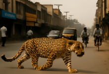 गोरखपुर तेंदुए का खौफ optimized
