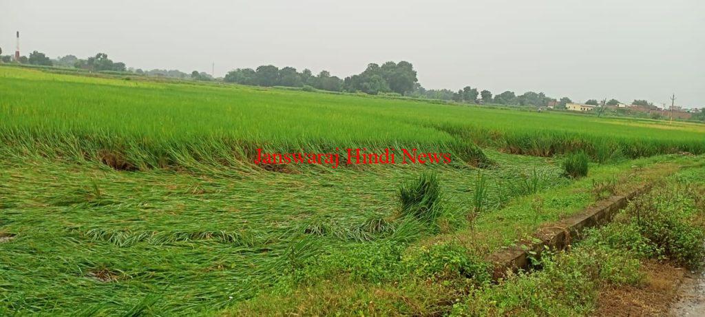 IMG 20251030 WA0015